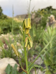 Albuca cooperi