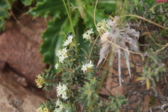 Agathosma foetidissima