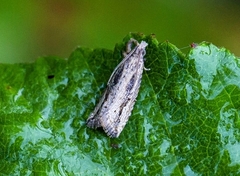 Bactra
