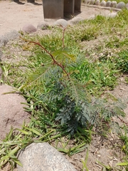Vachellia macracantha