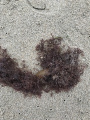 Microcladia coulteri