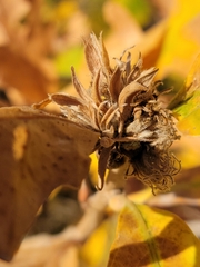 Andricus quercusfrondosus