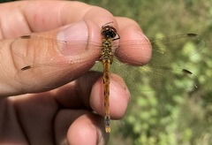 Sympetrum depressiusculum