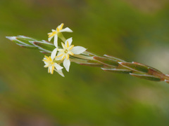 Struthiola ciliata