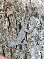 Anolis distichus
