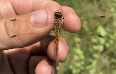 Sympetrum depressiusculum
