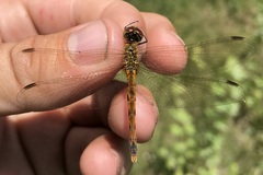 Sympetrum depressiusculum