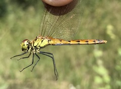 Sympetrum depressiusculum