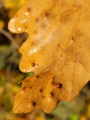 Neuroterus floccosus