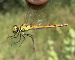 Sympetrum depressiusculum