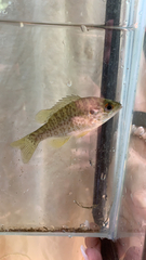 Lepomis microlophus