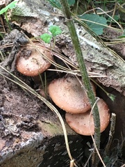 Armillaria gallica