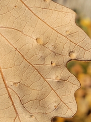 Neuroterus floccosus