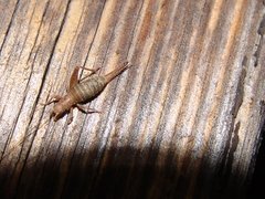 Arachnocephalus vestitus