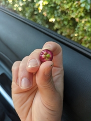 Syzygium paniculatum