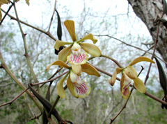 Encyclia trachycarpa