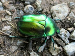 Protaetia speciosissima