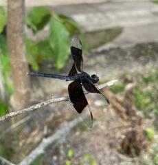 Erythrodiplax funerea