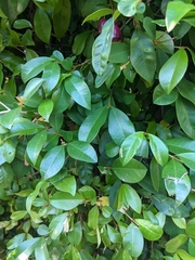 Syzygium paniculatum