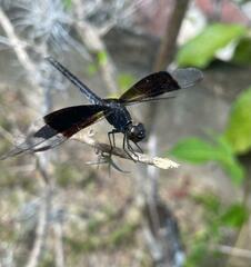 Erythrodiplax funerea