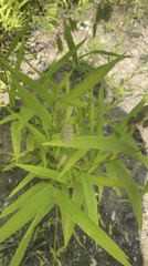 Chasmanthium latifolium