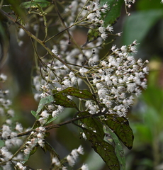 Vernonanthura patens
