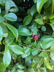 Syzygium paniculatum