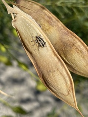 Eudiagogus rosenschoeldi