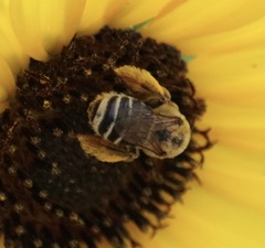 Apinae