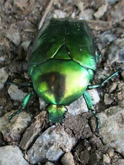 Protaetia speciosissima