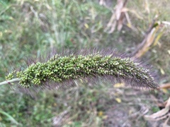 Setaria italica