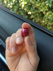 Syzygium paniculatum