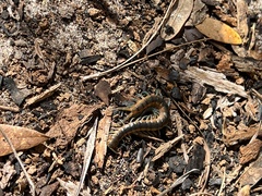 Scolopendra viridis