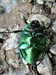 Protaetia speciosissima
