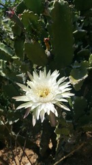 Cactoideae