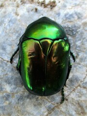 Protaetia speciosissima