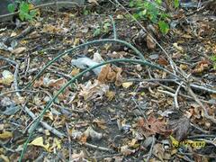 Acanthocereus fosterianus
