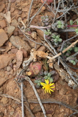 Senecio abbreviatus