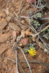 Senecio abbreviatus