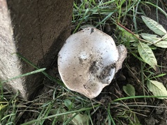 Agaricus bisporus