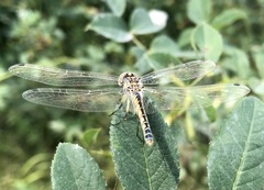 Selysiothemis nigra