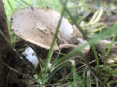 Agaricus bisporus