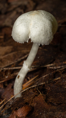 Verrucosporaceae