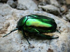 Protaetia speciosissima