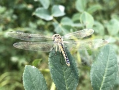 Selysiothemis nigra