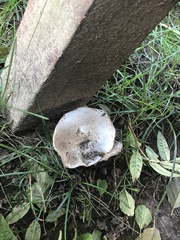 Agaricus bisporus