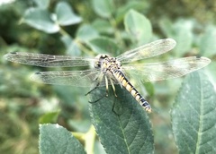 Selysiothemis nigra