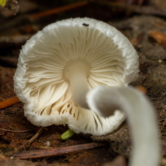 Verrucosporaceae
