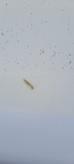 Polycentropodidae