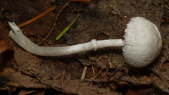 Verrucosporaceae